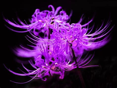 紫色彼岸花 家裡出現很多蜈蚣